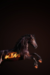 Ktm Horse (1440x2960) Resolution Wallpaper