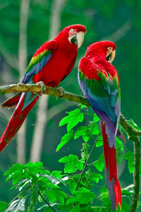 Parrots Paradise (360x640) Resolution Wallpaper