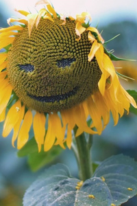 Sunflower Smiley (1440x2960) Resolution Wallpaper