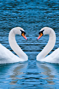 Swan Love Birds (360x640) Resolution Wallpaper