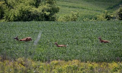 ‘The dead zone is real’: why US farmers are embracing wildflowers