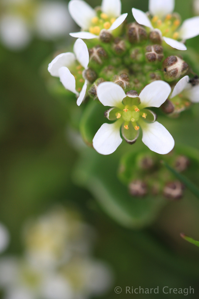 Scurvy Grass - Wild