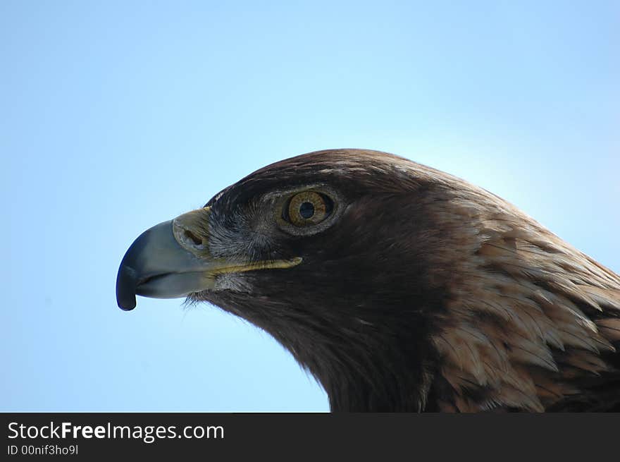 Close up shot of a screaming bald eagle. Close up shot of a screaming bald eagle