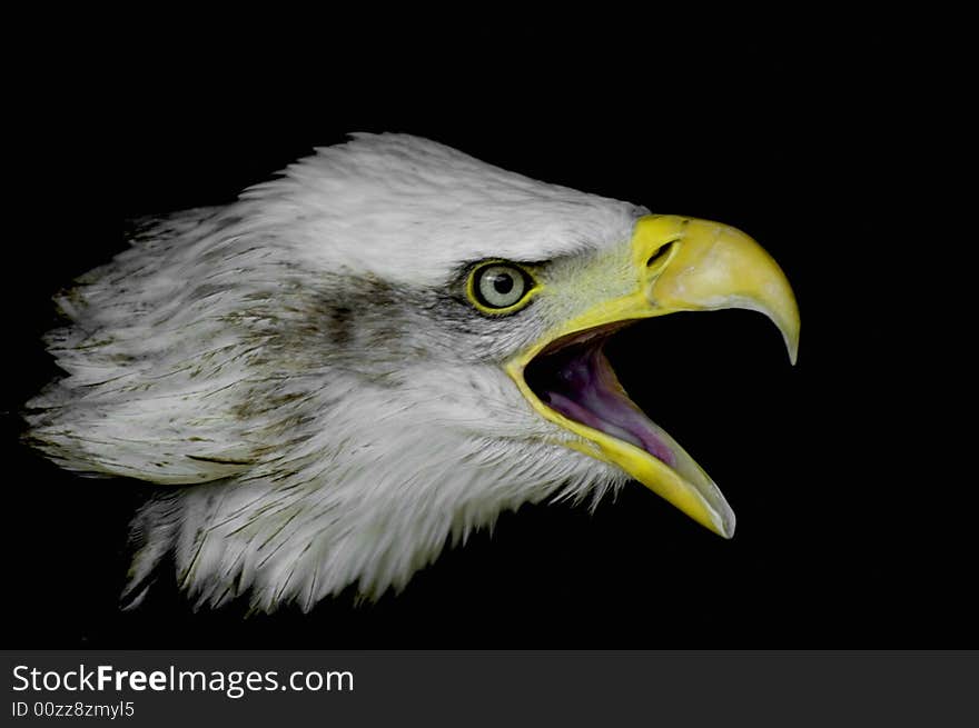 Portrait of a american bald eagle shouting