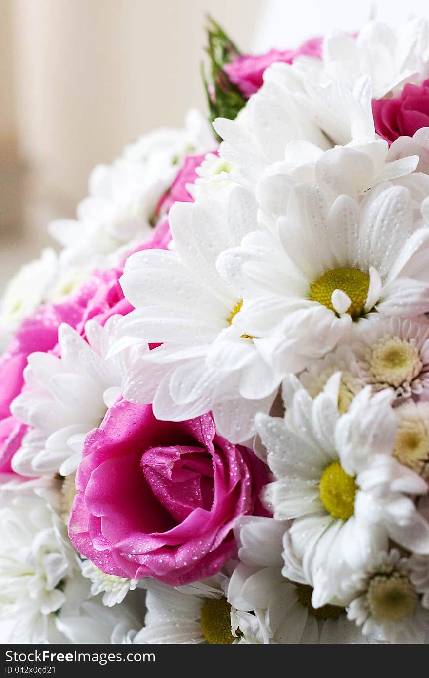 Close up a modest bouquet of chamomiles and pink roses, a gift to a woman, spring and summer