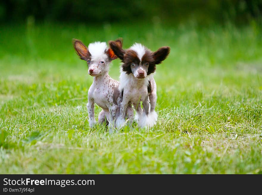 Cute dogs pose in an outdoor Park. The concept of friendship. Free space for text. Copy of the space. Horizontal image. Decorative animals. Cute dogs pose in an outdoor Park. The concept of friendship. Free space for text. Copy of the space. Horizontal image. Decorative animals.