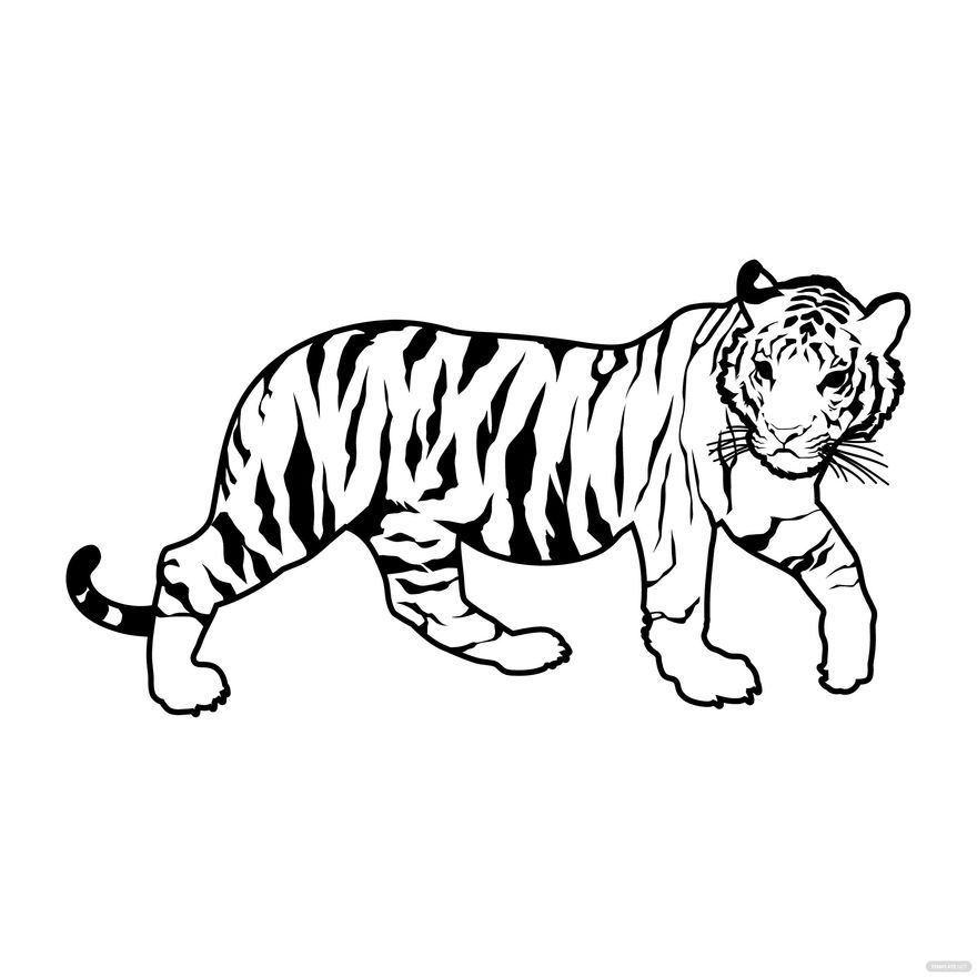 Tiger Outline Vector in Illustrator, SVG, JPG, EPS, PNG - Download | Template.net