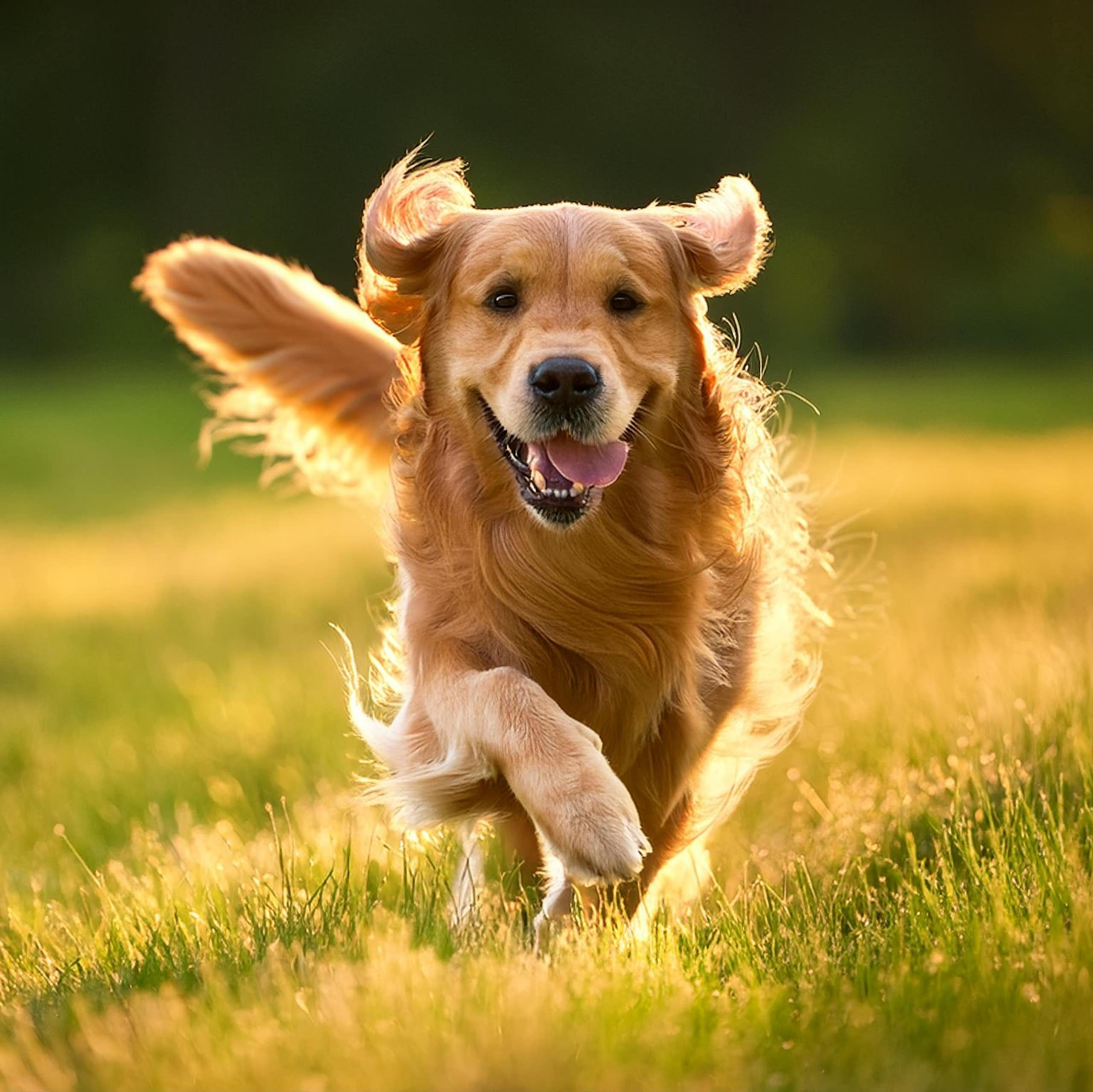 The science of happier dogs: 5 tips to help your canine friends live their best life