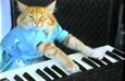 Keyboard cat.jpg