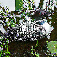 Wood statuette, 'Male Common Loon' - Albesia Wood Duck Sculpture