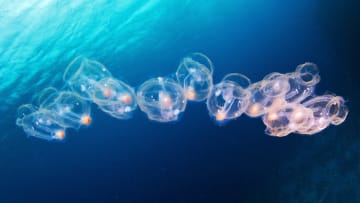 Ever see a salp?