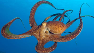 Octopus cyanea are great at delegating.