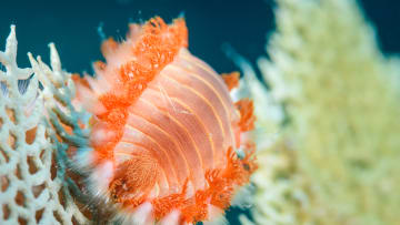 You don't want to come across a bearded fireworm on your beach day.