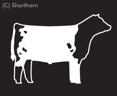 Show Steer Clip Art