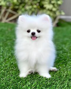 Cute palour dog