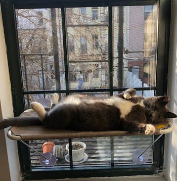 a BuzzFeed editor's cat using the window hammock