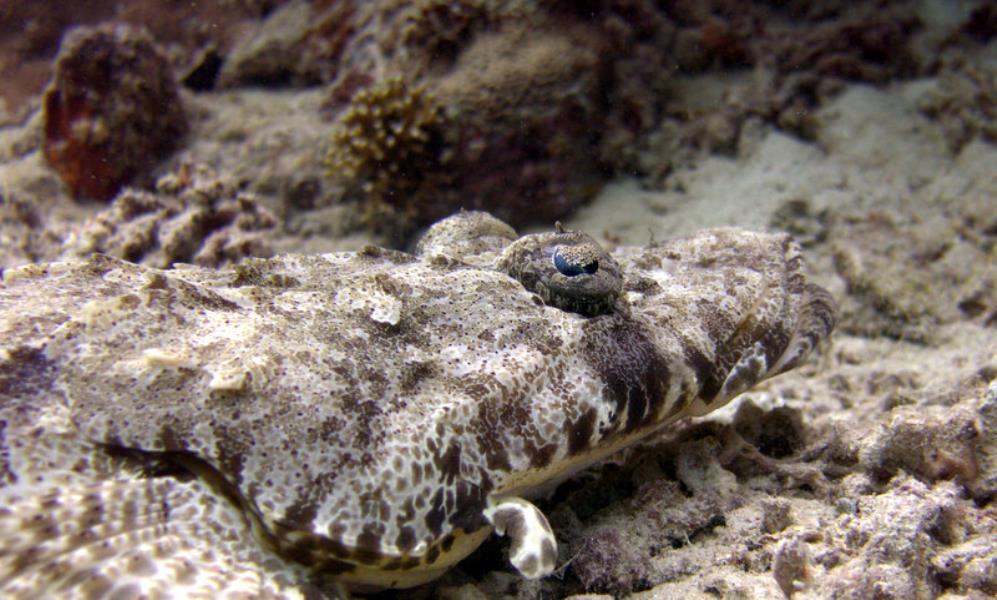 Crocodile fish