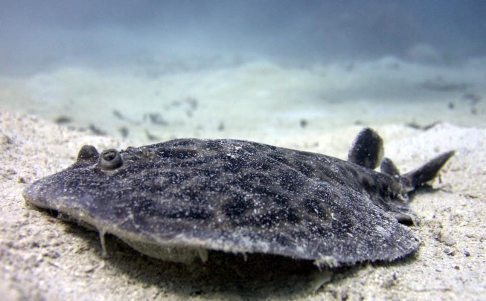 Electric Ray