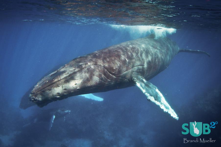 Humpback Whale