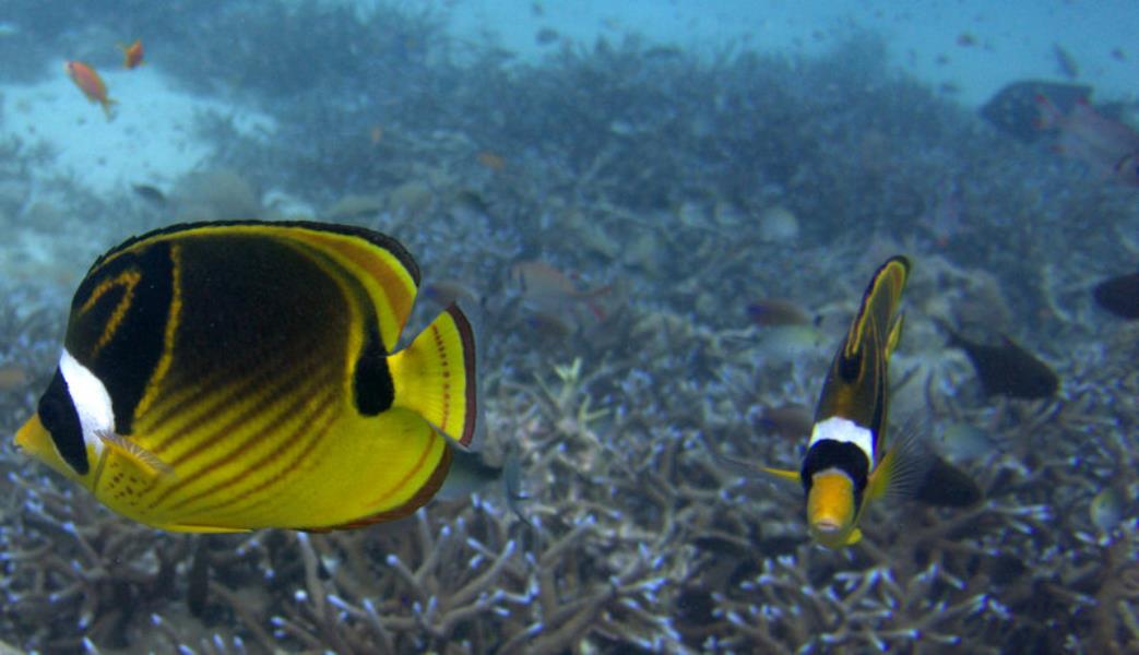 Racoon butterflyfish