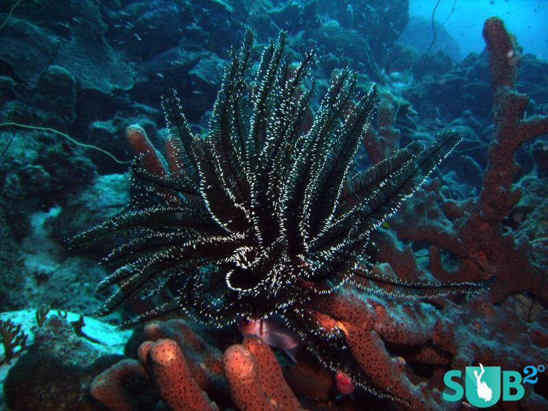 Rare Black Coral