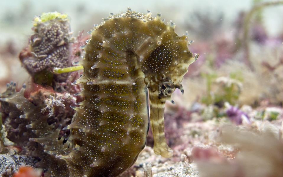 sea-horse