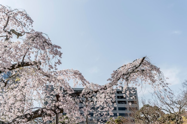 Premium Photo | Tokyo scenery