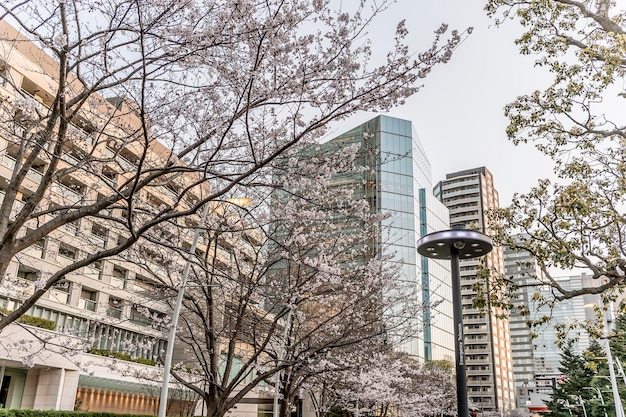 Premium Photo | Tokyo scenery