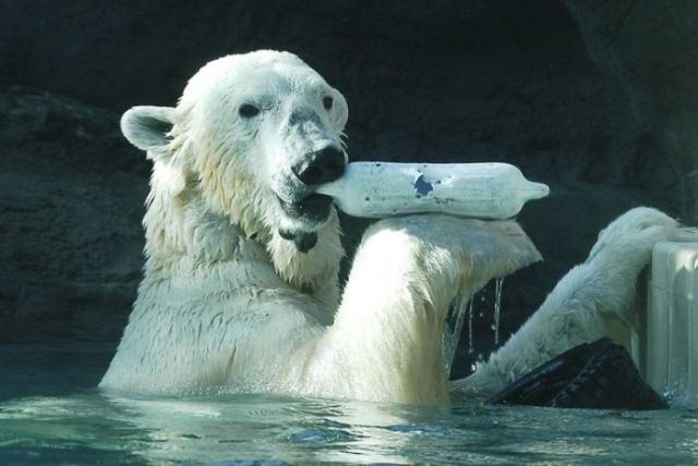 These funny polar bears (21 pics)