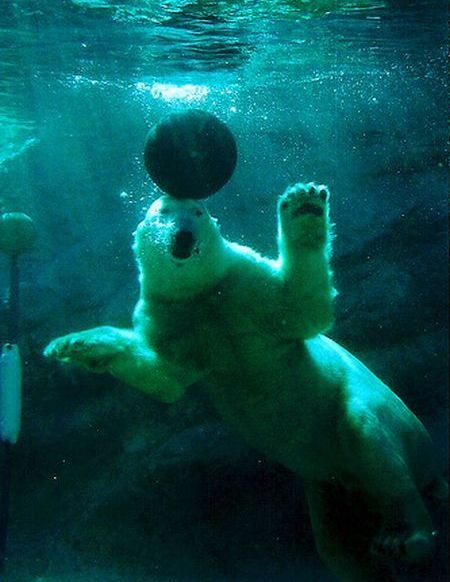 These funny polar bears (21 pics)