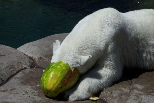 These funny polar bears (21 pics)