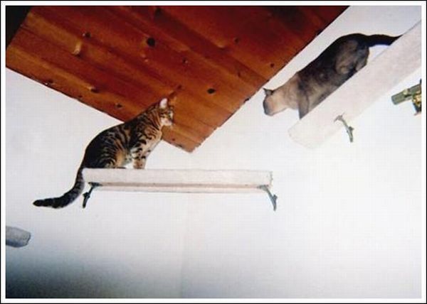 Cool wall stairs for cats (36 pics)