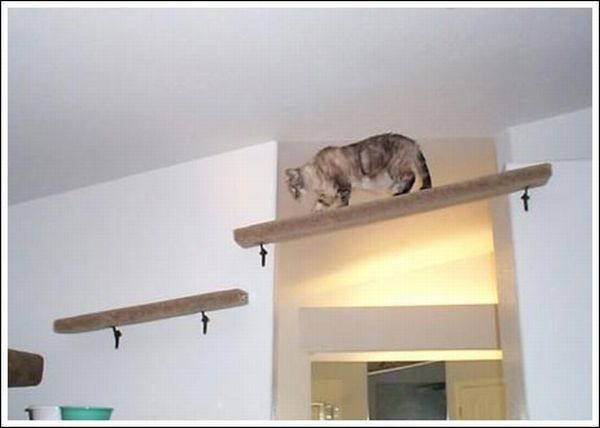 Cool wall stairs for cats (36 pics)