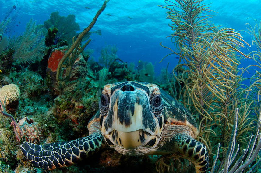 Turtle - Belize Aggressor III