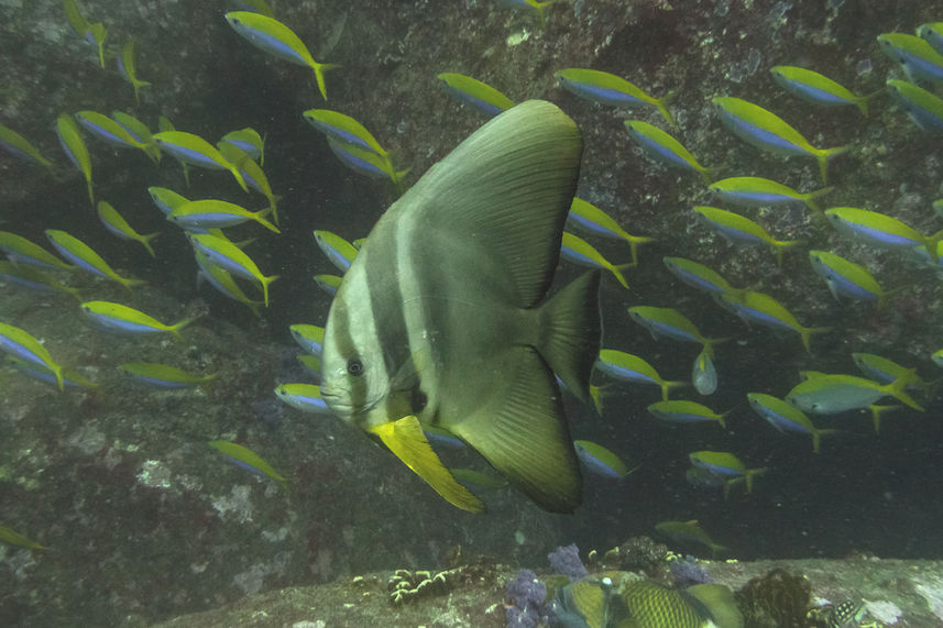 Batfish Thailand