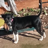 Adopta a Liz