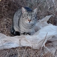 Adopta a Gato Colegio