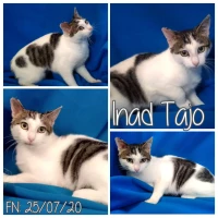 Adopta a Inad