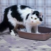 Cat in Litter Box