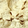 Bugs that have infested a flour jar.