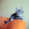 Cat on Couch