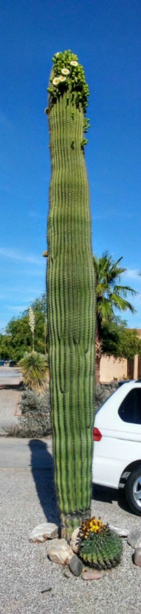 Saguaro Blooming - flowers at the top