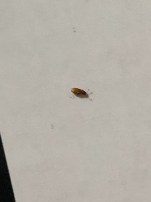 Identifying Small Brown Bugs - brown bug