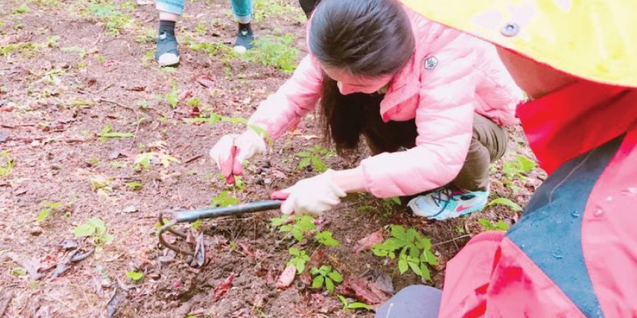 Gangwon-do ginseng experience 1 day tour TKkorea