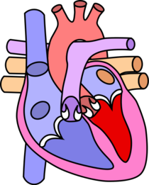 Heart normal.svg.png