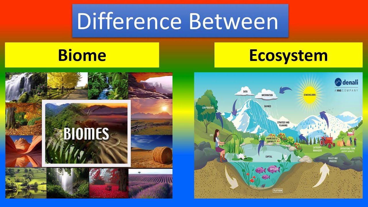 What is the difference between biomes and ecosystems? – Open Lsp