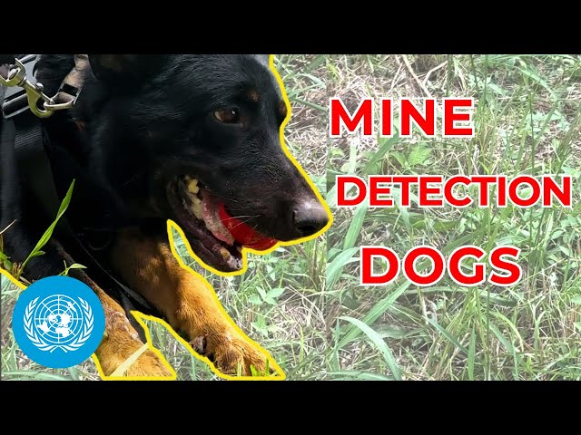 Demining dogs work to clear land of explosive hazards 