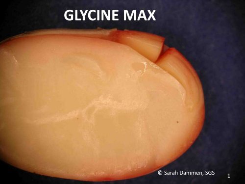 GLYCINE MAX