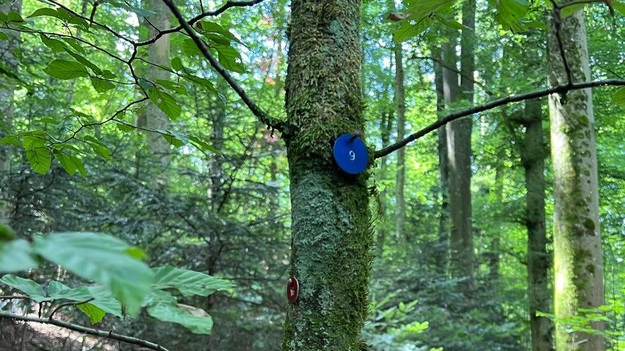 Naturbestattungen: Der Waldfriedhof in Ettingen in Baselland. Anders als in Deutschland sind Naturbestattungen in der Schweiz grundsätzlich erlaubt.