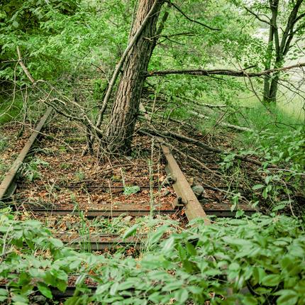 Bäume an Bahngleisen: So kann es enden: Stillgelegte Bahnstrecke im Ruhrgebiet